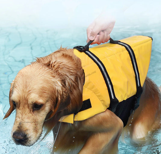 Dog Life Vest – Safety That Swims with Your Pet