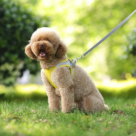Adjustable Harness Set Soft, Reflective Control for Small Dogs & Cats